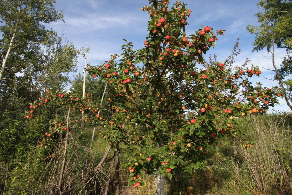 Honeycrisp apple tree in Calgary?